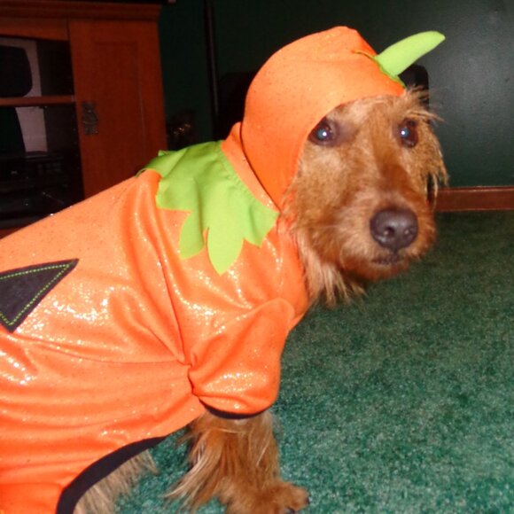 3 for $18 Martha Stewart Pumpkin Halloween Dog Costume Size Large - Picture 4 of 9